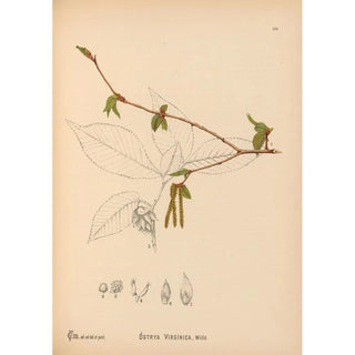 Charles Frederick Millspaugh - Medicinal Plants Pl057.webp