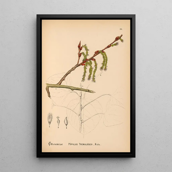 Charles Frederick Millspaugh - Medicinal Plants Pl060.webp