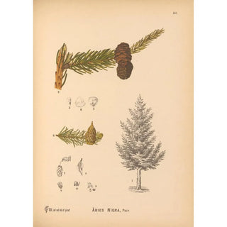 Charles Frederick Millspaugh - Medicinal Plants Pl061.webp