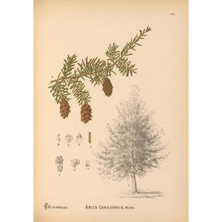 Charles Frederick Millspaugh - Medicinal Plants Pl062.webp