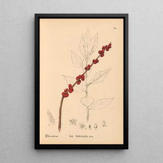 Charles Frederick Millspaugh - Medicinal Plants Pl066.webp