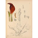 Reproduktion av målningen Medicinalväxter Pl068 - Charles Frederick Millspaugh