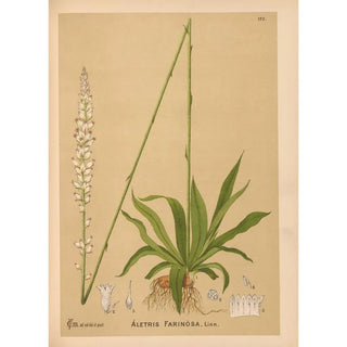 Charles Frederick Millspaugh - Medicinal Plants Pl071.webp