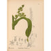 Reproduktion av målningen Medicinska växter Pl075 - Charles Frederick Millspaugh