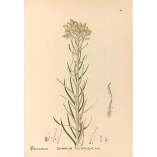 Charles Frederick Millspaugh - Medicinal Plants Pl083.webp