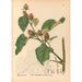 Reproduktion av målningen av medicinalväxter Pl086 - Charles Frederick Millspaugh