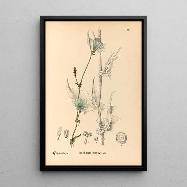 Charles Frederick Millspaugh - Medicinal Plants Pl087.webp