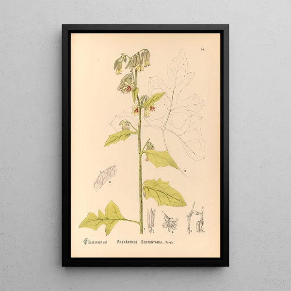 Charles Frederick Millspaugh - Medicinal Plants Pl088.webp
