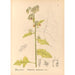 Reproduktion av målningen av medicinska växter Pl088 - Charles Frederick Millspaugh