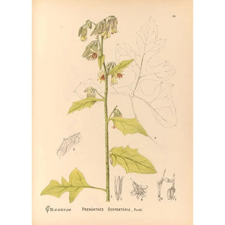 Charles Frederick Millspaugh - Medicinal Plants Pl088.webp