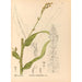 Reproduktion av målningen Medicinalväxter Pl090 - Charles Frederick Millspaugh