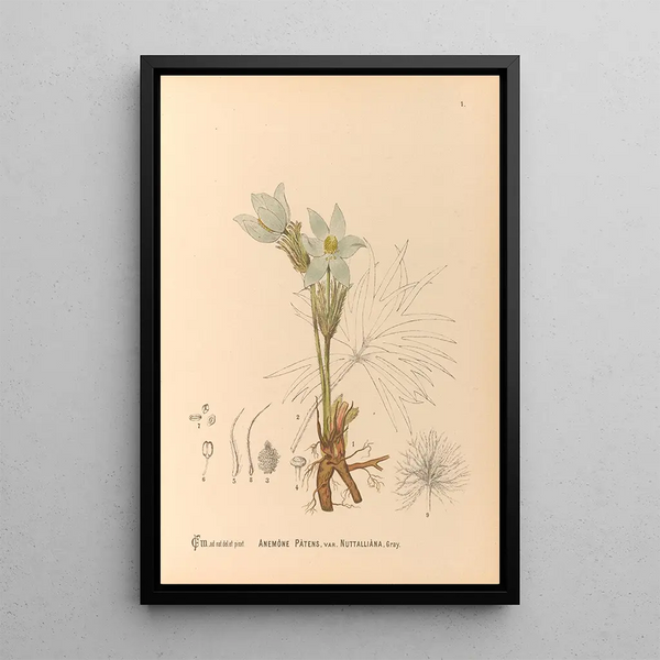 Charles Frederick Millspaugh - Medicinal Plants Pl094.webp