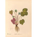Reproduktion av målningen Medicinalväxter Pl095 - Charles Frederick Millspaugh