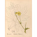 Reproduktion av målningen Medicinska växter Pl097 - Charles Frederick Millspaugh