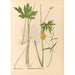 Reproduktion av målningen av medicinska växter Pl099 - Charles Frederick Millspaugh