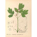 Reproduktion av målningen Medicinalväxter Pl109 - Charles Frederick Millspaugh