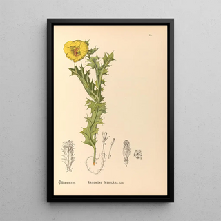Charles Frederick Millspaugh - Medicinal Plants Pl113.webp