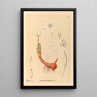 Charles Frederick Millspaugh - Medicinal Plants Pl115.webp