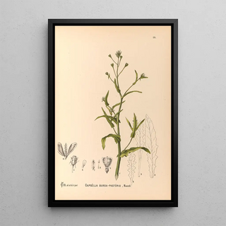 Charles Frederick Millspaugh - Medicinal Plants Pl118.webp