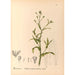 Reproduktion av målningen Medicinska växter Pl118 - Charles Frederick Millspaugh
