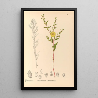 Charles Frederick Millspaugh - Medicinal Plants Pl121.webp
