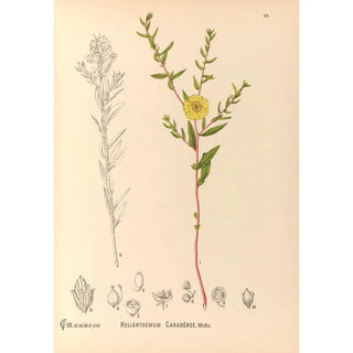 Charles Frederick Millspaugh - Medicinal Plants Pl121.webp