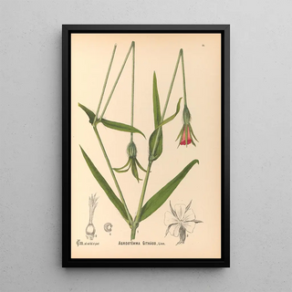 Charles Frederick Millspaugh - Medicinal Plants Pl124.webp