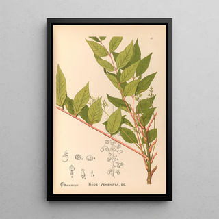 Charles Frederick Millspaugh - Medicinal Plants Pl130.webp