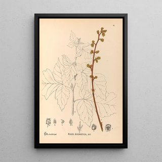 Charles Frederick Millspaugh - Medicinal Plants Pl132.webp