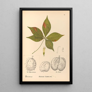 Charles Frederick Millspaugh - Medicinal Plants Pl137.webp