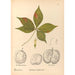 Reproduktion av målningen Medicinska växter Pl137 - Charles Frederick Millspaugh