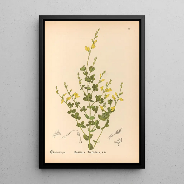 Charles Frederick Millspaugh - Medicinal Plants Pl145.webp
