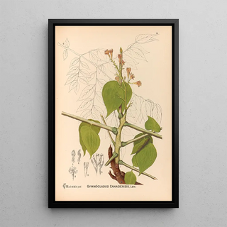 Charles Frederick Millspaugh - Medicinal Plants Pl146.webp