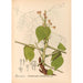 Reproduktion av målningen Medicinalväxter Pl146 - Charles Frederick Millspaugh