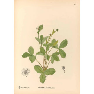 Charles Frederick Millspaugh - Medicinal Plants Pl148.webp