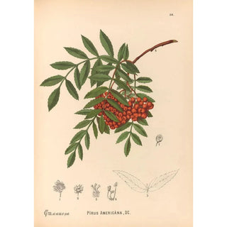 Charles Frederick Millspaugh - Medicinal Plants Pl149.webp