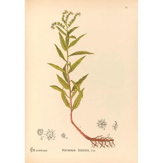 Charles Frederick Millspaugh - Medicinal Plants Pl150.webp