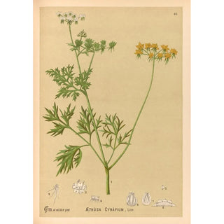 Charles Frederick Millspaugh - Medicinal Plants Pl158.webp