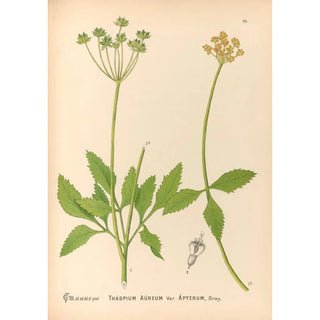 Charles Frederick Millspaugh - Medicinal Plants Pl159.webp