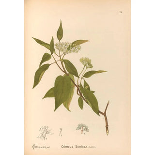 Charles Frederick Millspaugh - Medicinal Plants Pl166.webp