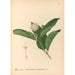 Reproduktion av målningen Medicinalväxter Pl169 - Charles Frederick Millspaugh