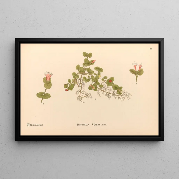 Charles Frederick Millspaugh - Medicinal Plants Pl170.webp