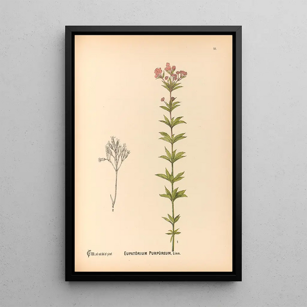 Charles Frederick Millspaugh - Medicinal Plants Pl171.webp