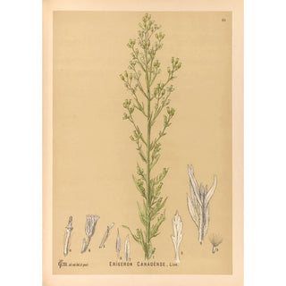 Charles Frederick Millspaugh - Medicinal Plants Pl173.webp