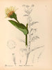 medicinska växter Pl. 174 - Charles Frederick Millspaugh — vy av konstverket