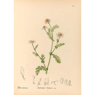 Charles Frederick Millspaugh - Medicinal Plants Pl177.webp