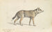 Coyote du Mexique - Charles Hamilton Smith — vy av konstverket