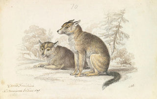 Charles Hamilton Smith - Dog of the North American Indians.webp