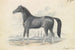 Cheval Dongola - Charles Hamilton Smith — vy av konstverket