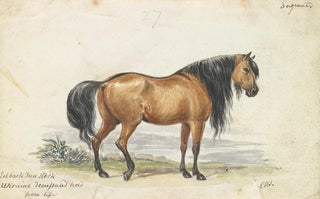 Charles Hamilton Smith - Eelback Dun Stock Ukraine Decussated Horse.webp